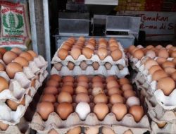 Harga Telur Ayam Ras di Mamuju Kini Rp40 Ribu Per Rak