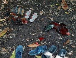Polisi Grebek Lokasi Sabung Ayam, Pelaku Kabur Tinggalkan Barang Bukti