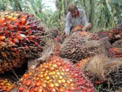 Izin 5 Perusahaan di Sulbar Dicabut