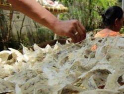 Kota Salatiga Jateng Jadi Tujuan Pengiriman Sarang Burung Walet Sulbar