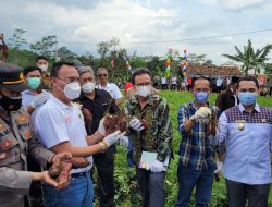 Warga Kuningan Ajak Wabup Majene Arismunandar Panen Perdana Ubi Jepang