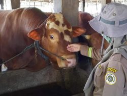 Antisipasi PMK, DPRD Sulbar Harap Jumlah Petugas Pemeriksa Lalu Lintas Hewan Ditambah