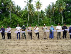 Bupati Tanam Bibit Jagung di Desa Limbua Wujudkan Gerakan Merdeka Pangan di Majene