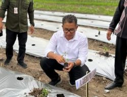 SMK Sulbar Manfaatkan Lahan 7 Hektare Tanam Jagung Hingga Cabe