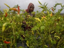 Kemarau Panjang, Petani Cabai di Kalukku Gagal Panen