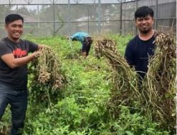 Dinas TPHP Produksi Calon Benih Sumber Kacang Tanah Varietas Terbaru di Sulbar