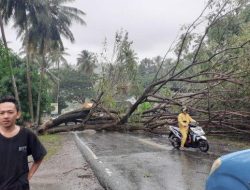 Listrik di Desa Pesuloang Majene Sempat Padam Akibat Pohon Tumbang