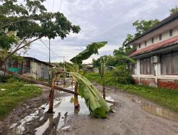 Jalan Rusak Samping Rektorat Unsulbar, Warga Tanam Pisang Sebagai Bentuk Protes 