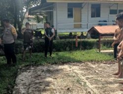 Tiga Maling Sawit PT MUL di Tommo Mamuju Ditangkap