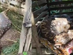 Ular Piton Raksasa Telan Kambing Warga Desa Tallambalao Majene