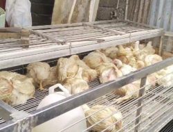 Jelang Idul Adha, Harga Ayam Potong di Mamuju Melonjak