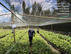 Menyemai 17 Juta Bibit Kakao di Polman Membangkit Ekonomi Sulbar