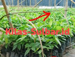 Aktivis Desak Polda Sulbar Usut Dugaan Penyimpangan Pengadaan Bibit Kakao Program Kementan oleh CV Arafah Abadi