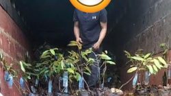 Oknum Anggota DPRD Sulbar Diduga Terlibat Skandal Pengadaan Bibit Rp40 Miliar 