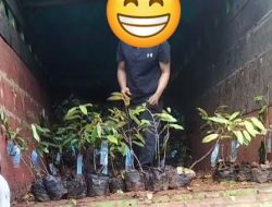 Oknum Anggota DPRD Sulbar Diduga Terlibat Skandal Pengadaan Bibit Rp40 Miliar 